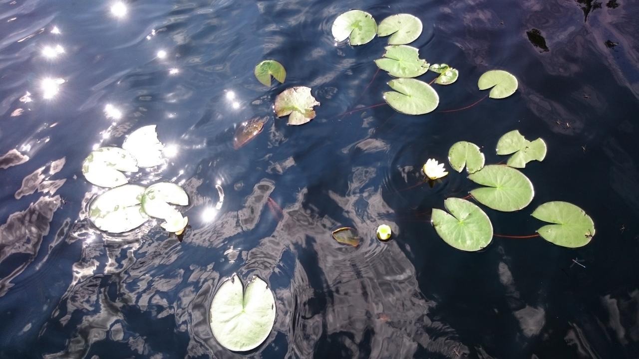 Jezioro Elżbiety - Grzybienie białe (Nymphaea alba L.) – zwane też najczęściej liliami wodnymi lub nenufarami… to właśnie po nie w filmie „Noce i dnie” wchodził po pas do wody torfowej Karol Strasburger… brudząc niemożebnie piękne białe spodnie ;)