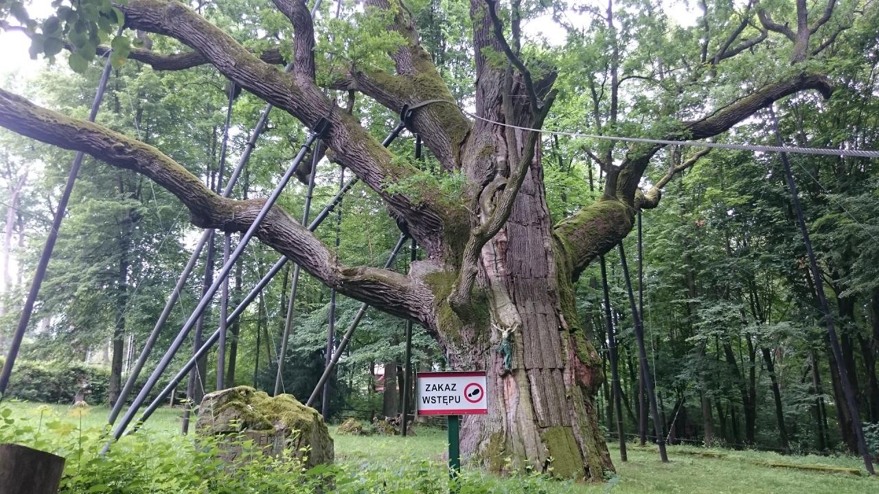 Słynny Dąb nad dębami o imieniu Bartek... dąb szypułkowy (Quercus robur)... uznany w 1934 r. za najcenniejszy zabytek polskiej przyrody... wiek 700 - 1000 lat... Ileż On musiał widzieć i słyszeć...