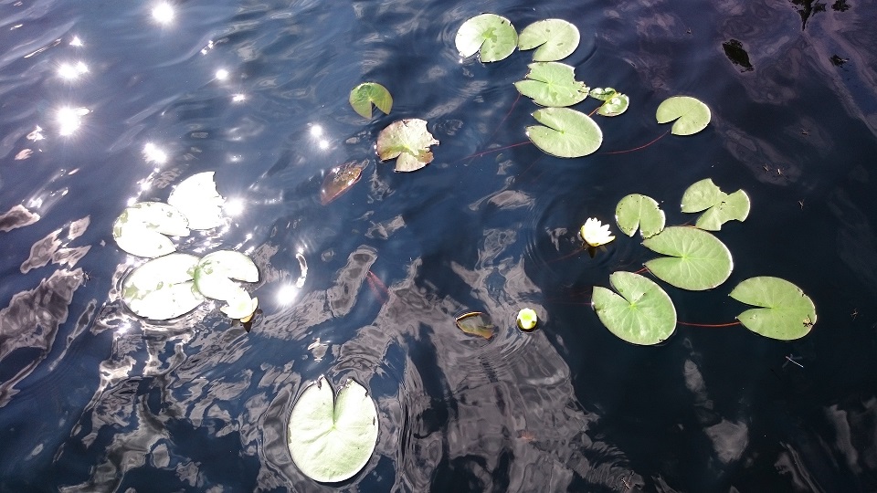 Grzybienie białe - nenufary - lilie wodne 