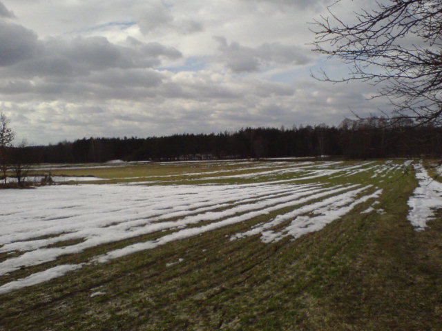 Las i łąka Czartoszów - marzec 2009 r.