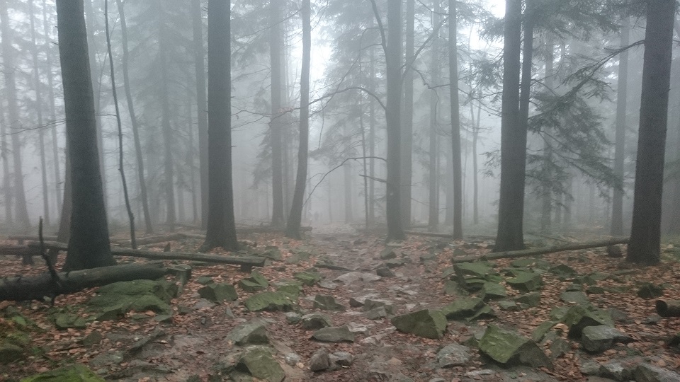Las Łysicy - Góry Świętokrzyskie